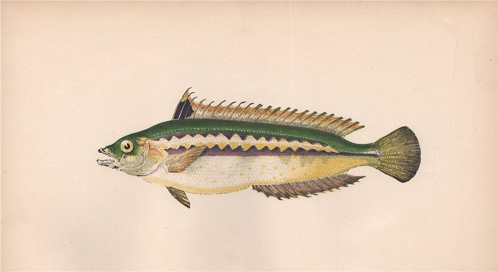 MEDITERRANEAN RAINBOW WRASSE. Julis vulgaris, Coris julis. COUCH. Fish 1862